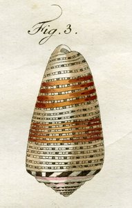 Illustratie van Conus Ammiralis (ondersoort Arausiacus), 1790 door Jacob Xavier Schmuzer